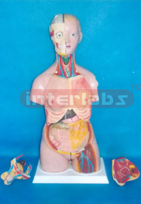 85 CM TALL CHANGE SEX PRIMARY HUMAN MODEL WITH SHOULDER BONE BACK DISSECTION WITH HEAD (24 PCS)